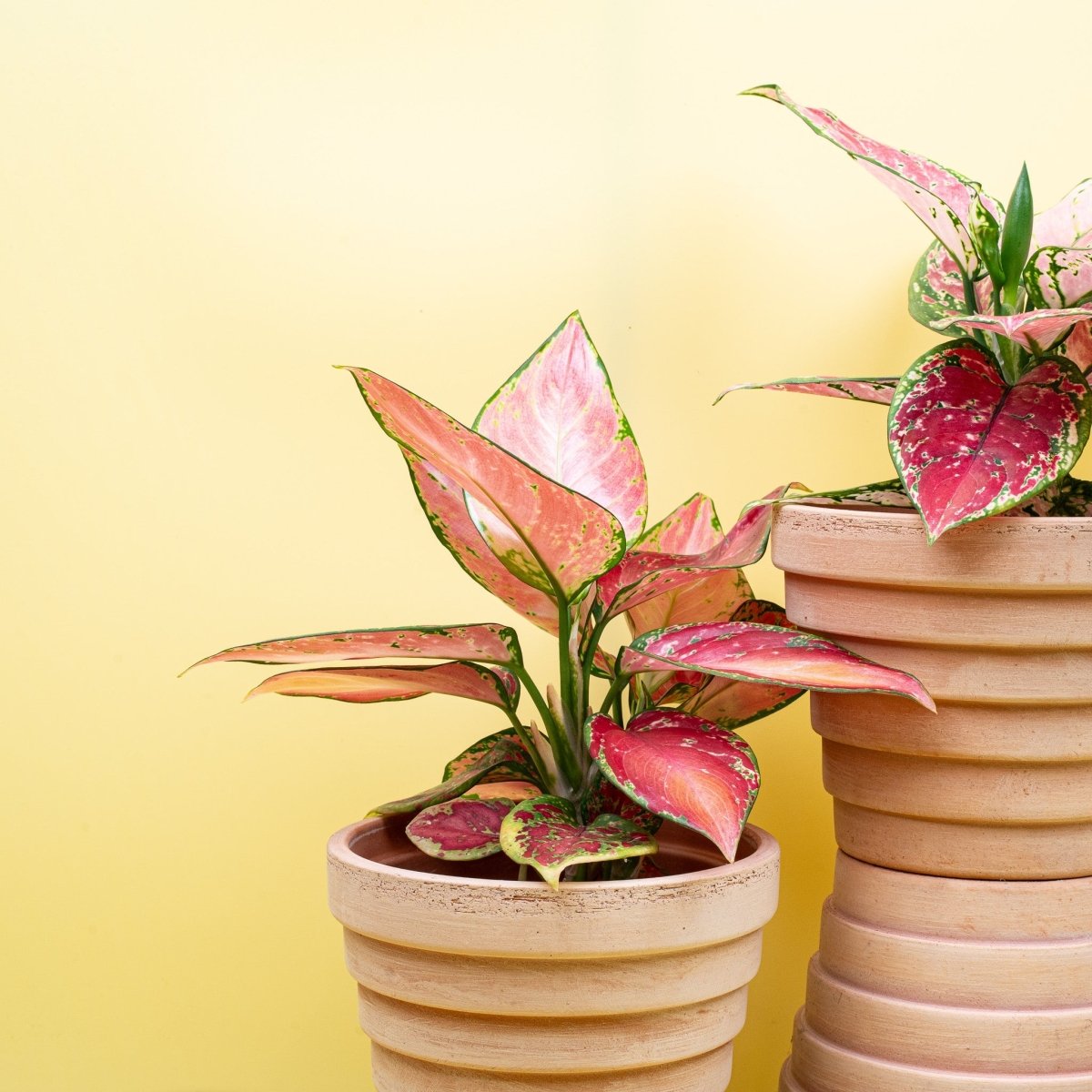 Aglaonema Pink mit grün gesprenkeltem Blattrand