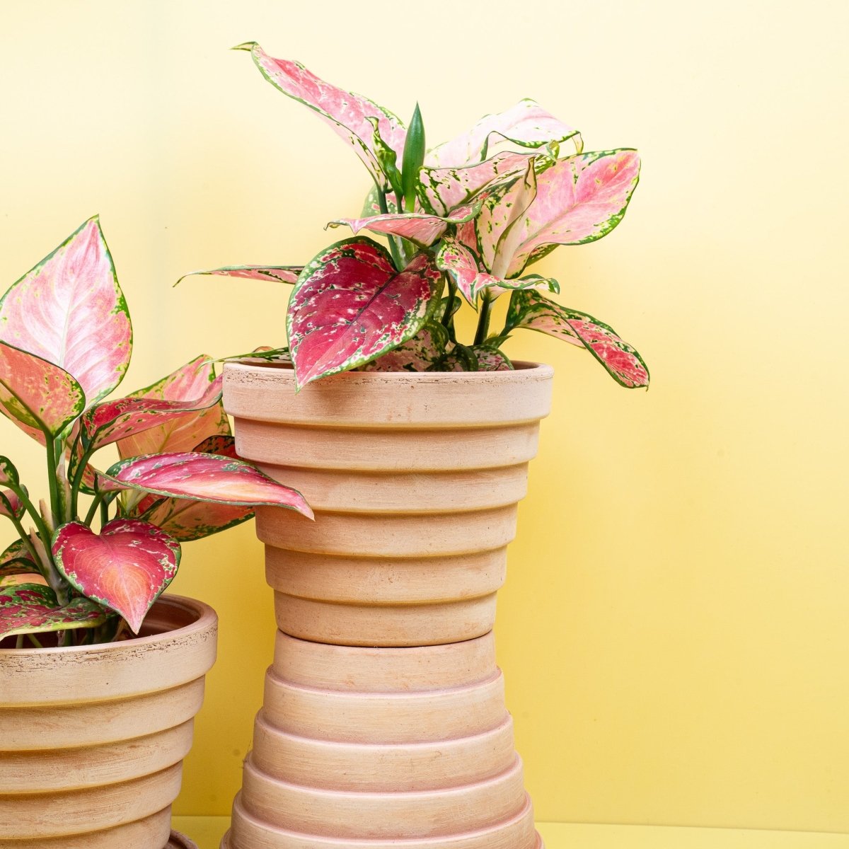 Aglaonema Pink, große ovale Blattform im Detail