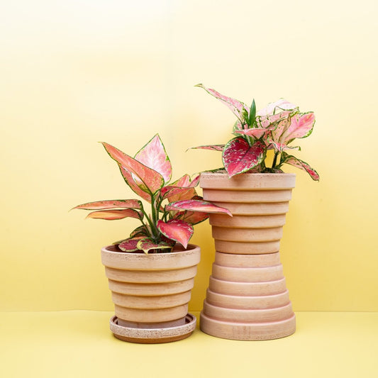 Aglaonema Pink, leuchtend pinke Blätter – potflourri