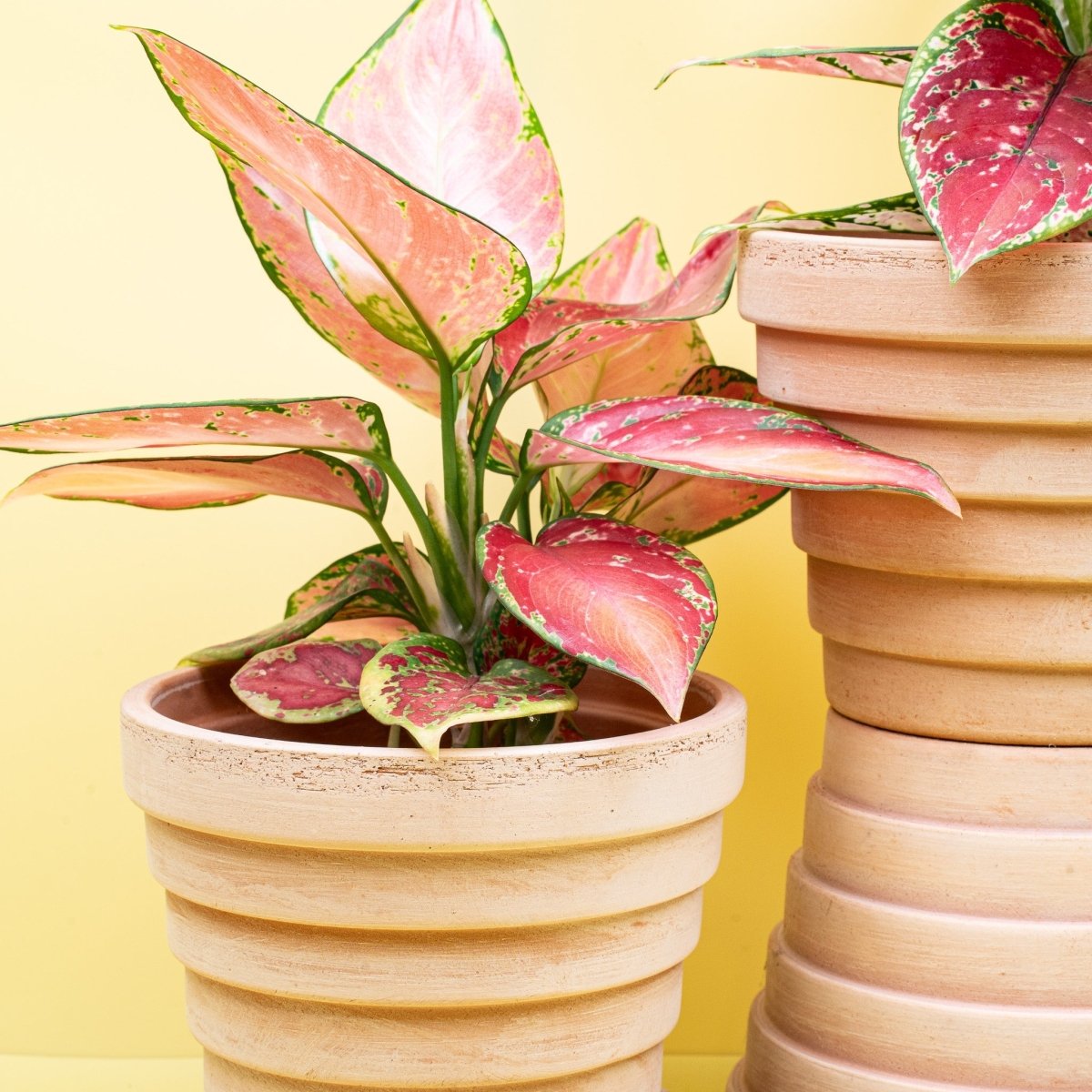 Aglaonema Pink, pflegeleichter Kolbenfaden