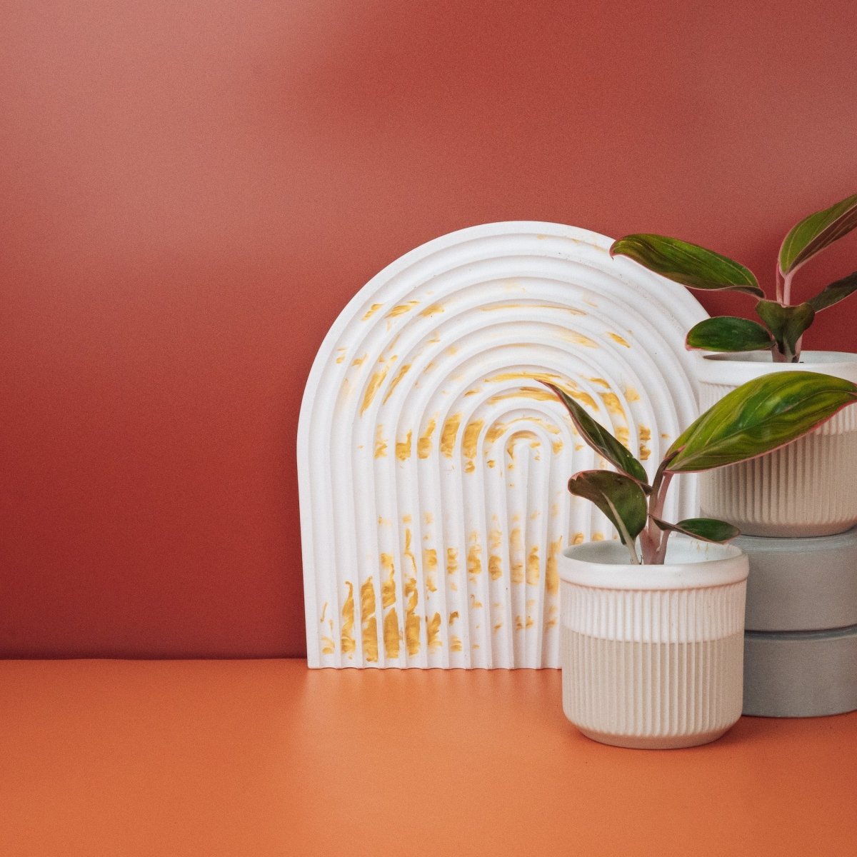 Aglaonema Red Lipstick, Gesamtansicht der Pflanze