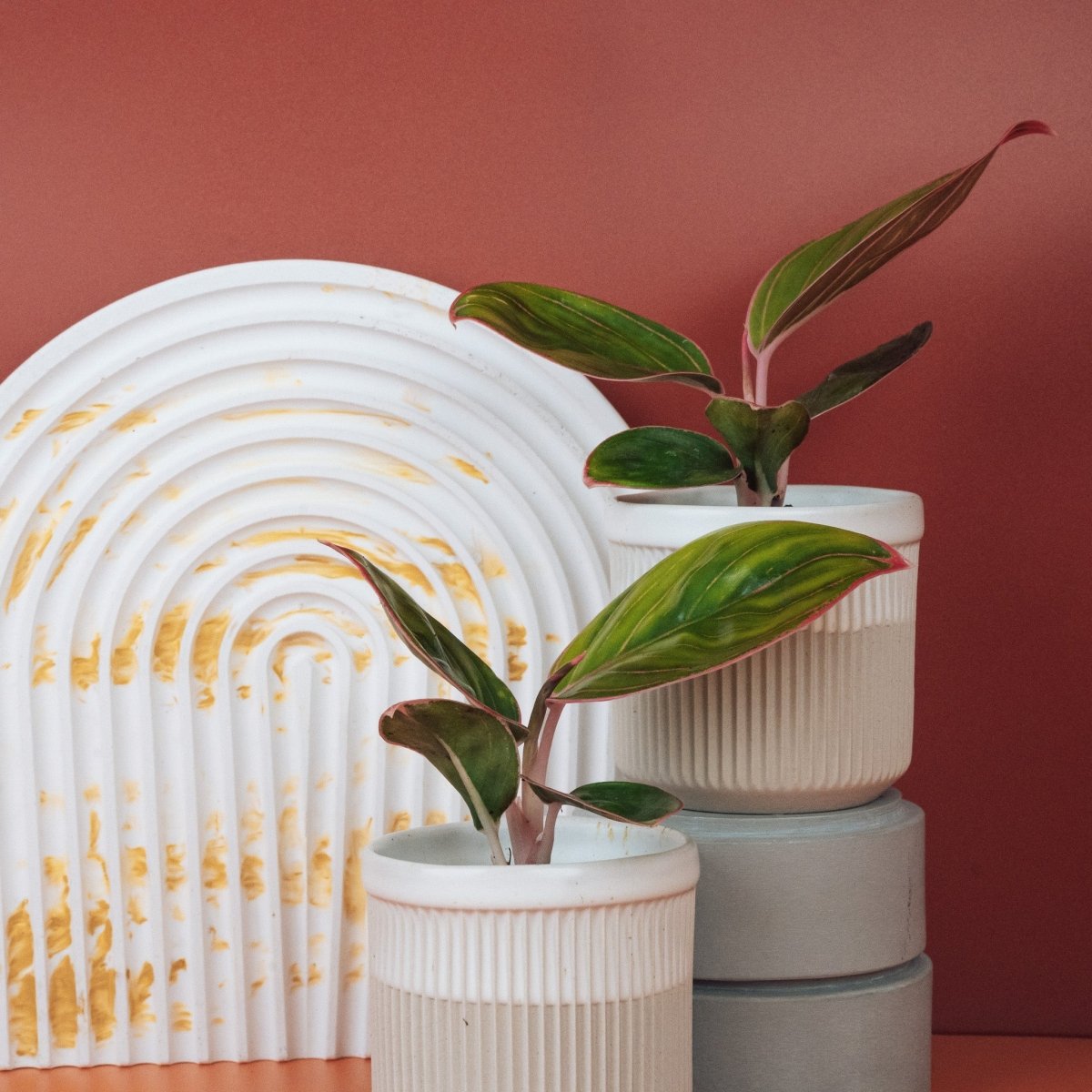 Aglaonema Red Lipstick mit rosafarbenen Blattstielen