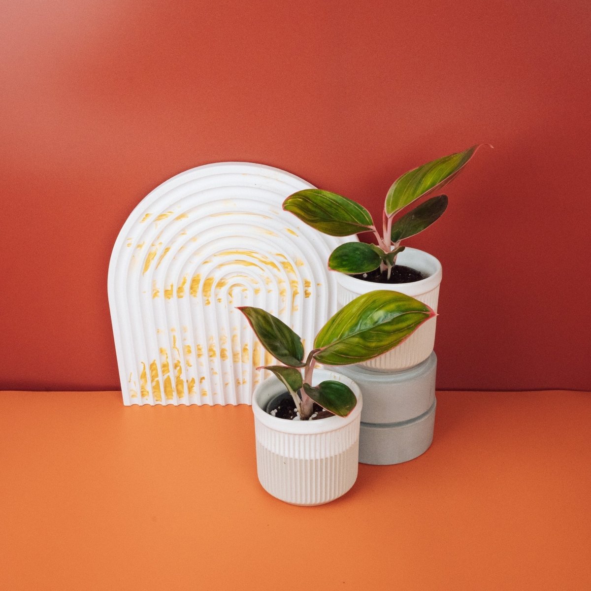 Aglaonema Red Lipstick, pflegeleichter Kolbenfaden