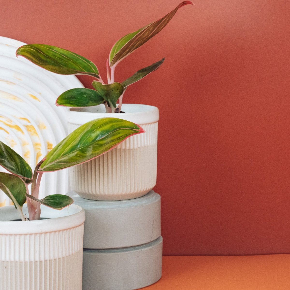 Aglaonema Red Lipstick, markante Blattstruktur im Detail