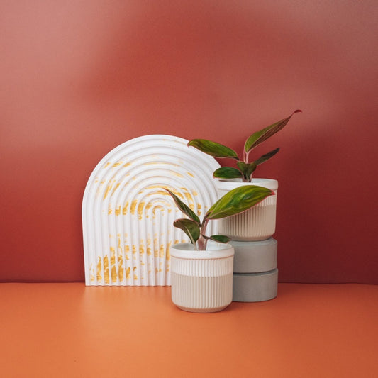 Aglaonema Red Lipstick, grüne Blätter mit roten Adern – potflourri