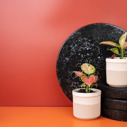 Aglaonema Red Valentine, großblättrige rote Herzblätter – potflourri