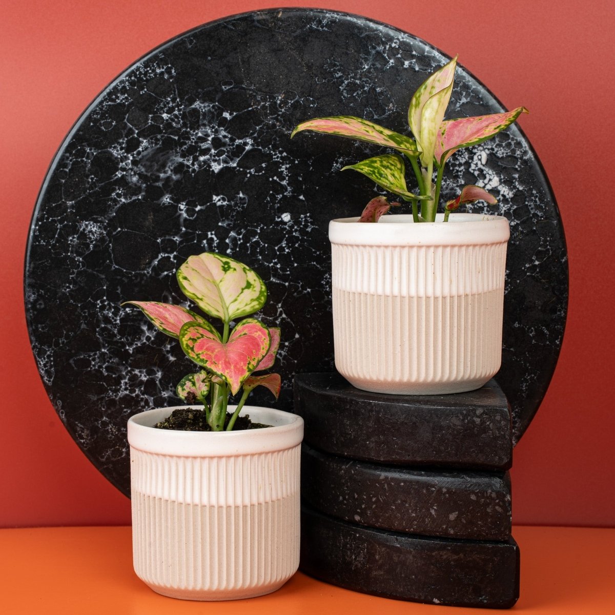 Aglaonema Red Valentine, junges Blatt im Wachstum