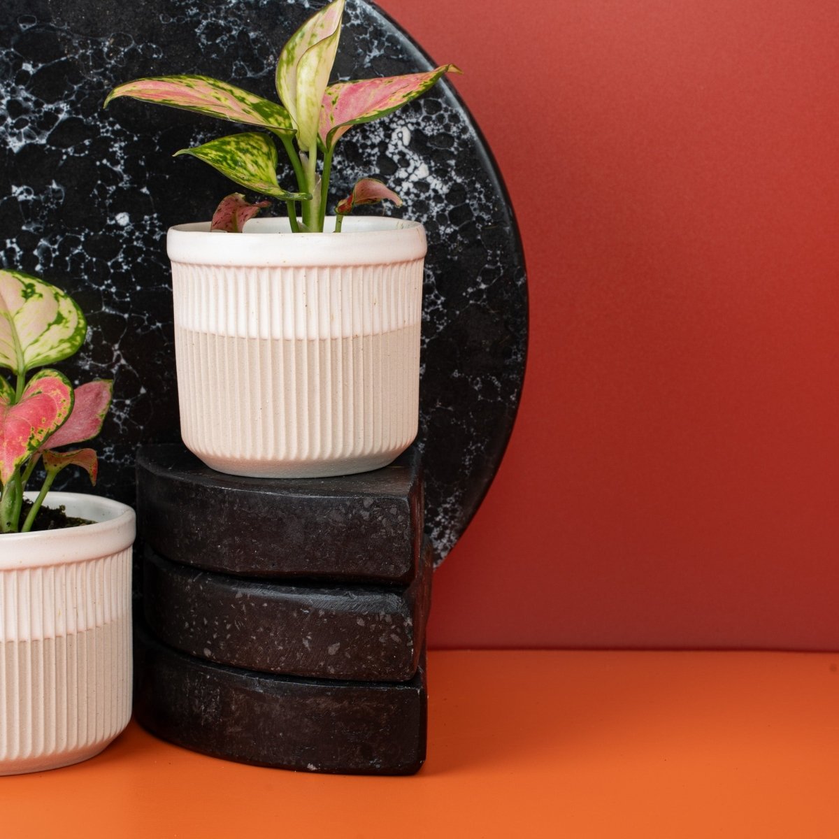Aglaonema Red Valentine, herzförmige Blattstruktur im Detail