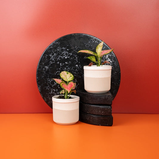 Aglaonema Red Valentine, großblättrige rote Herzblätter – potflourri