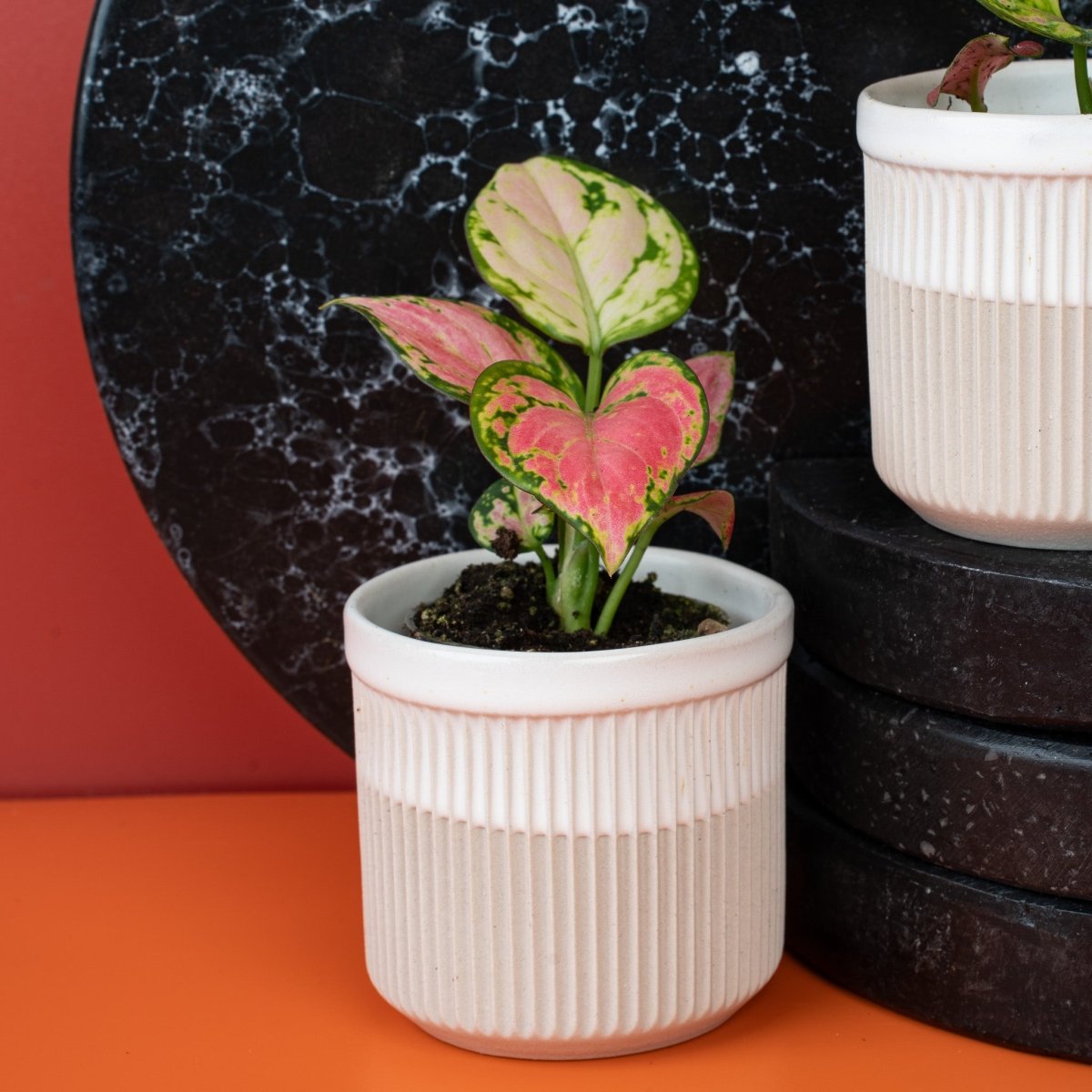 Aglaonema Red Valentine – rotes Blattzentrum mit grünem Rand