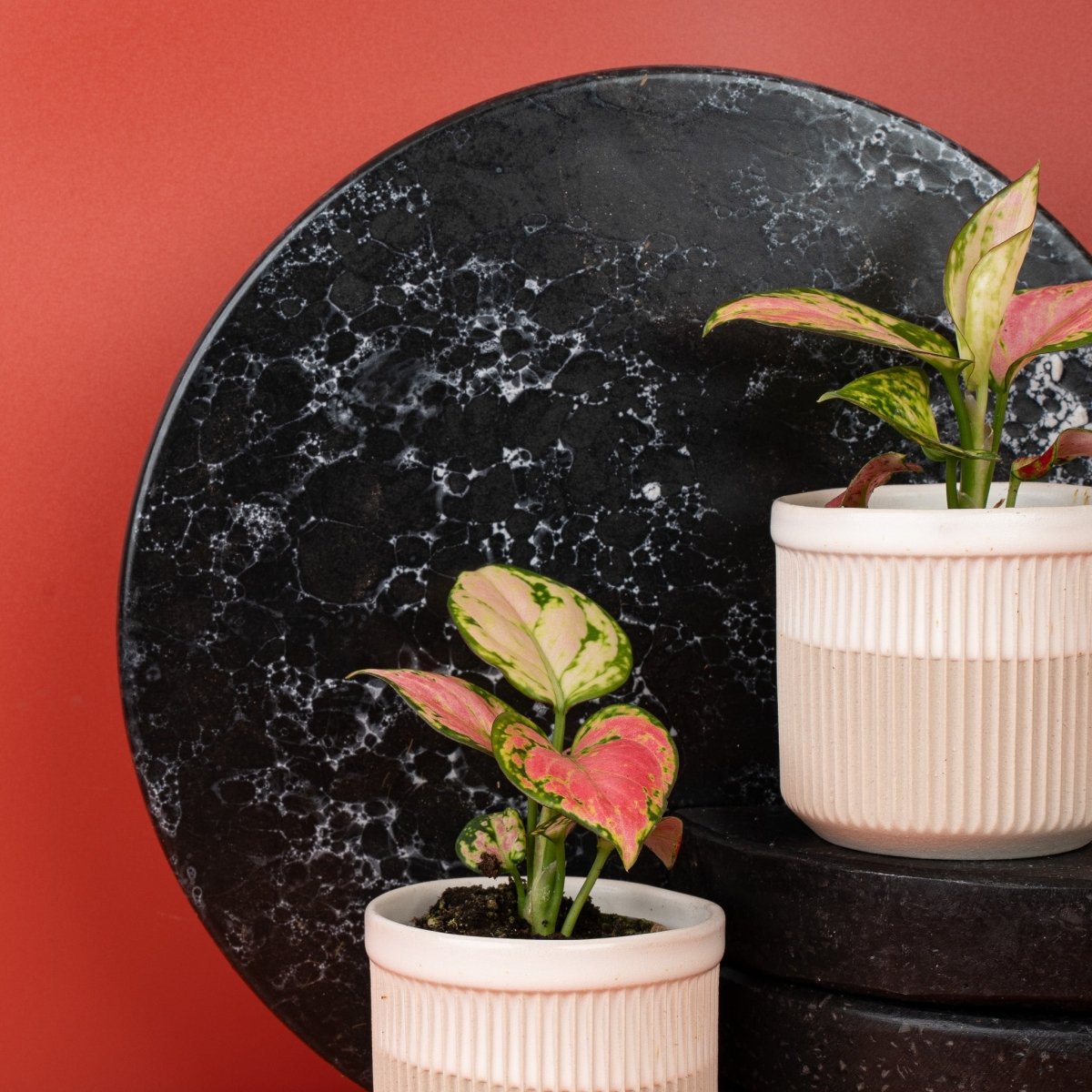 Aglaonema Red Valentine, pflegeleichter Kolbenfaden