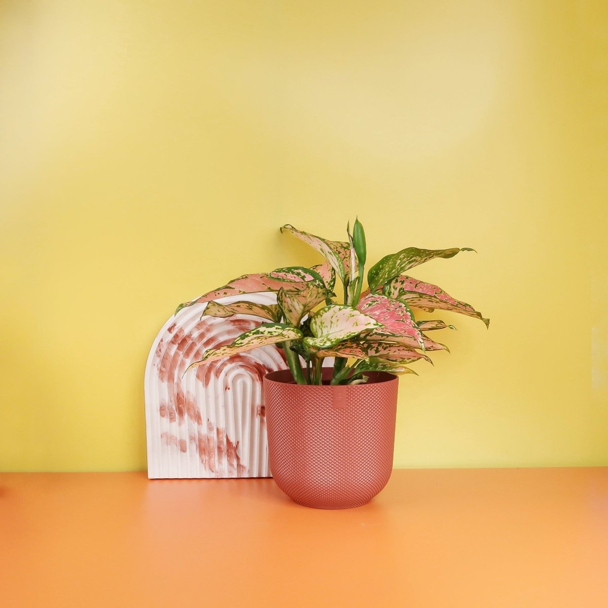 Aglaonema Spotted – Kolbenfaden mit gesprenkelter Musterung – potflourri