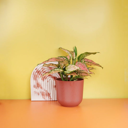Aglaonema Spotted – Kolbenfaden mit gesprenkelter Musterung – potflourri