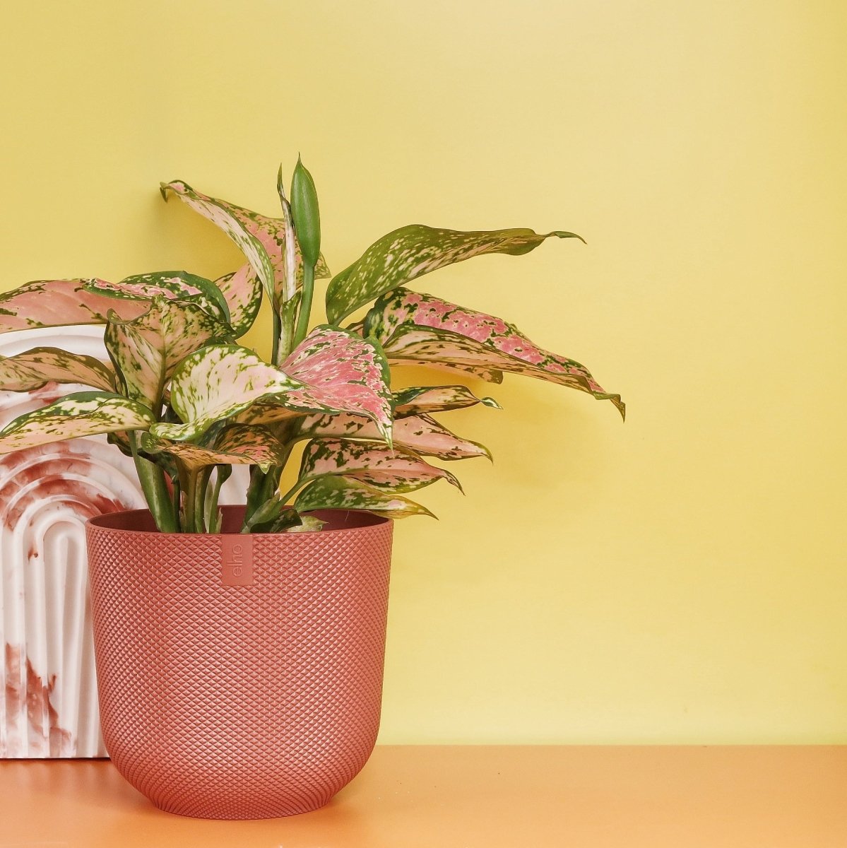 Aglaonema Spotted, auch chinesischer Liebesstrauch genannt