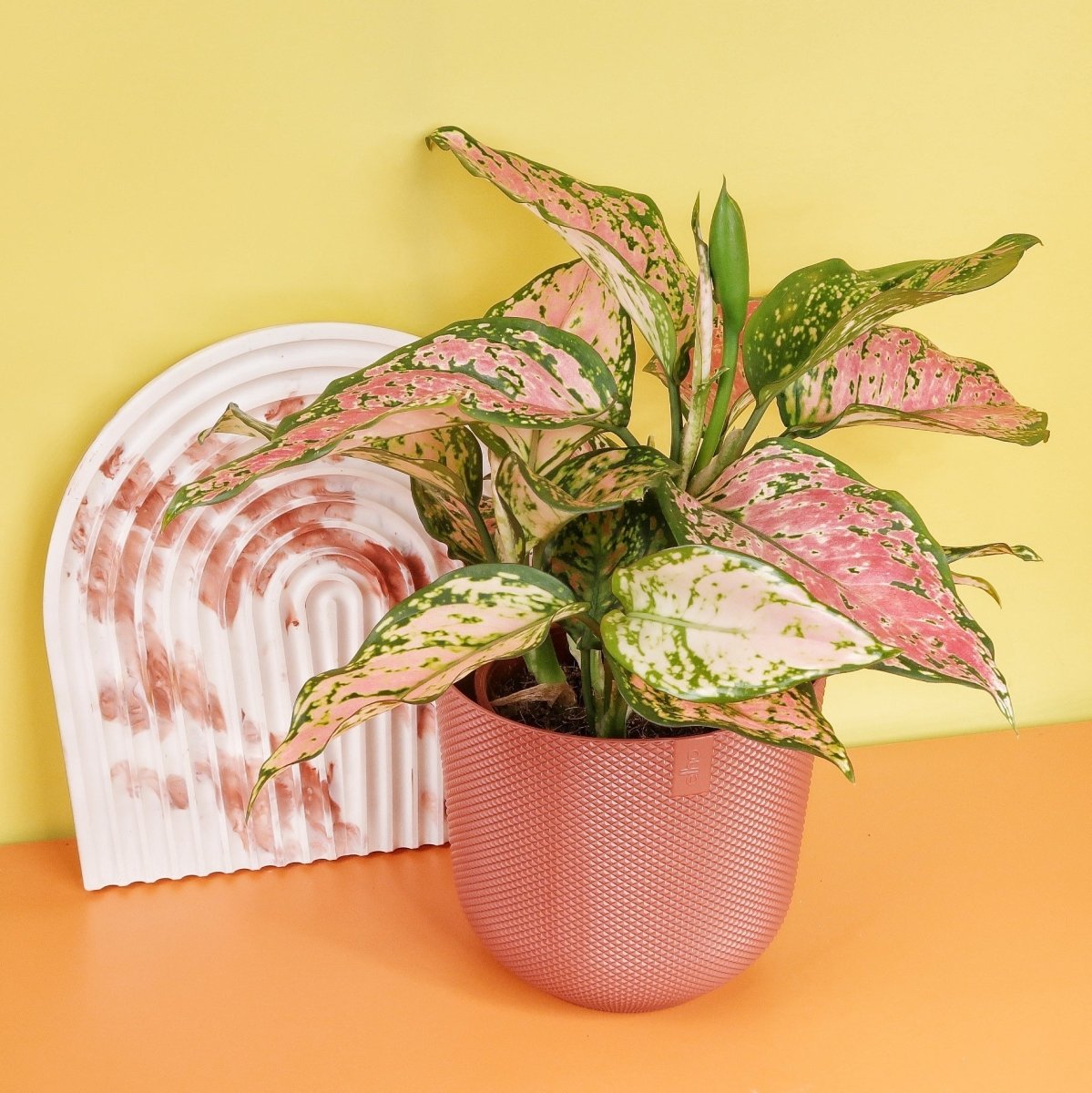 Aglaonema Spotted – Ansicht 6