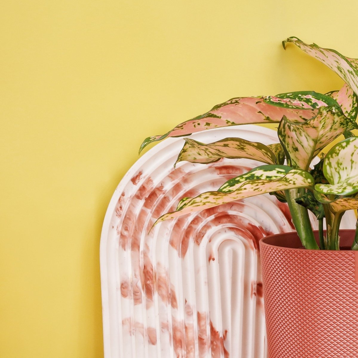 Aglaonema Spotted passt sich an verschiedene Lichtverhältnisse an