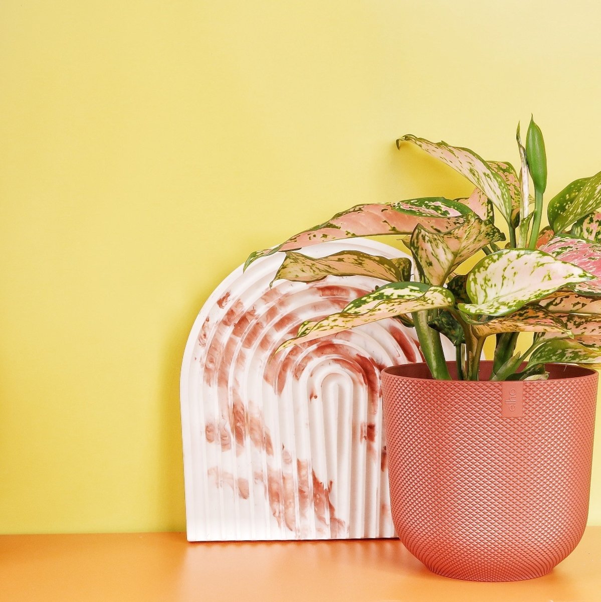 Aglaonema Spotted, einzigartige Blattstruktur und Färbung