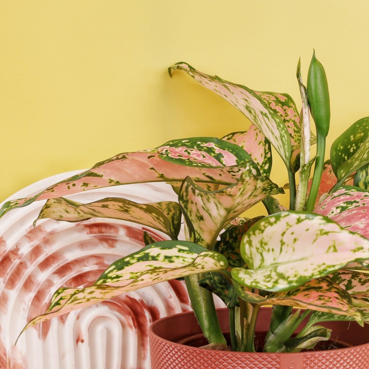 Aglaonema Spotted, pflegeleicht für Einsteiger