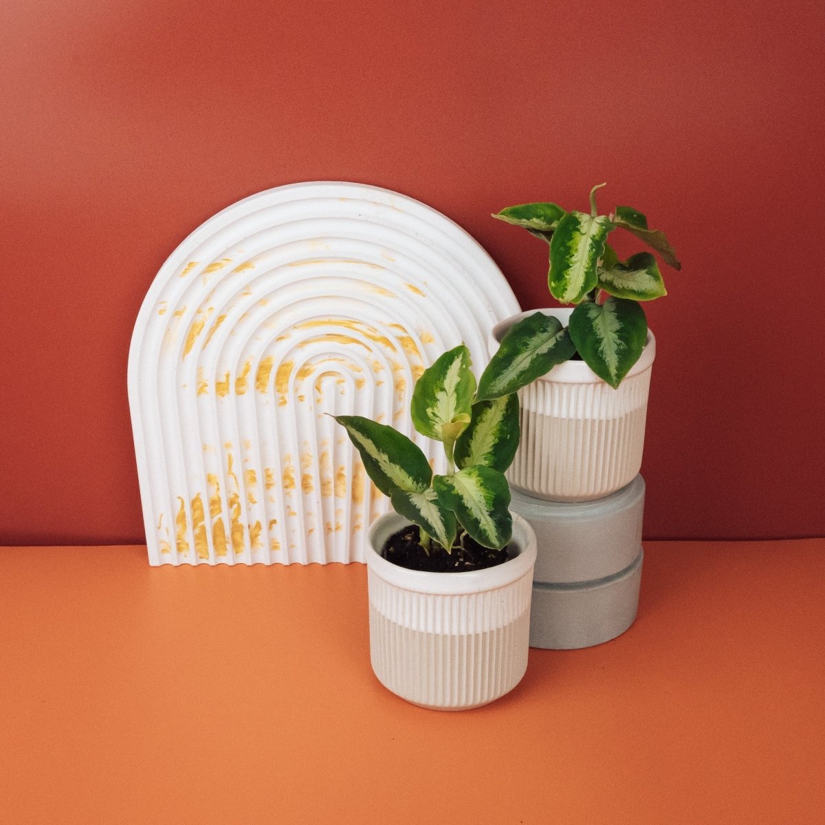 Aglaonema Tricolor – helle und dunkle Grünzonen im Blatt