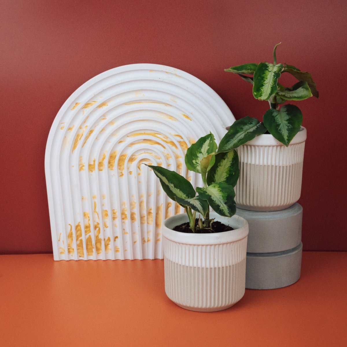 Aglaonema Tricolor, junges Blatt im Wachstum