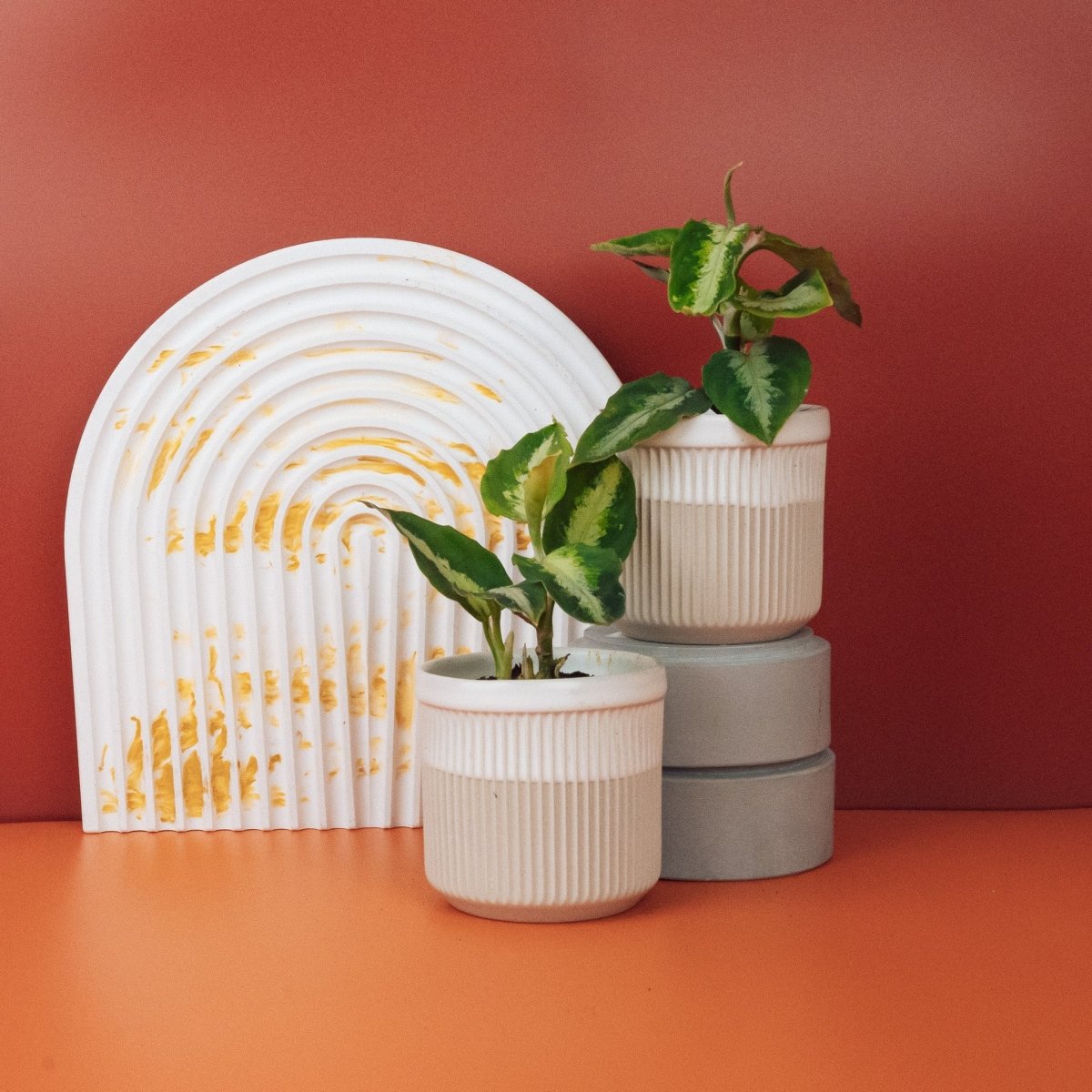 Aglaonema Tricolor, langsamwüchsige Zimmerpflanze