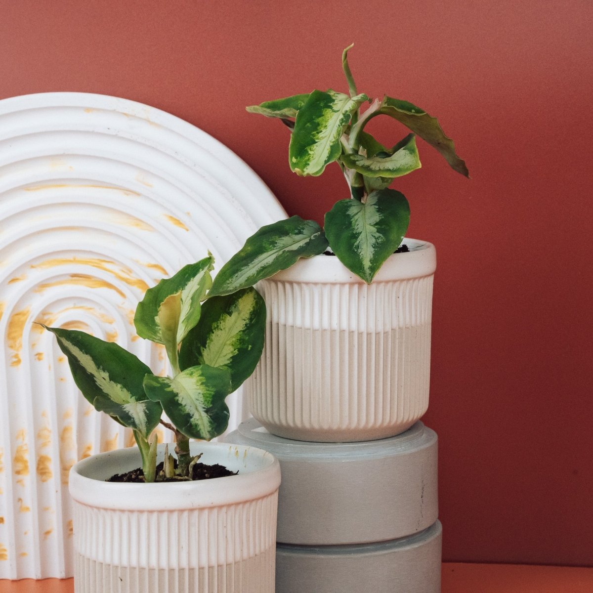 Aglaonema Tricolor – kompakter Gesamtwuchs im Kulturtopf