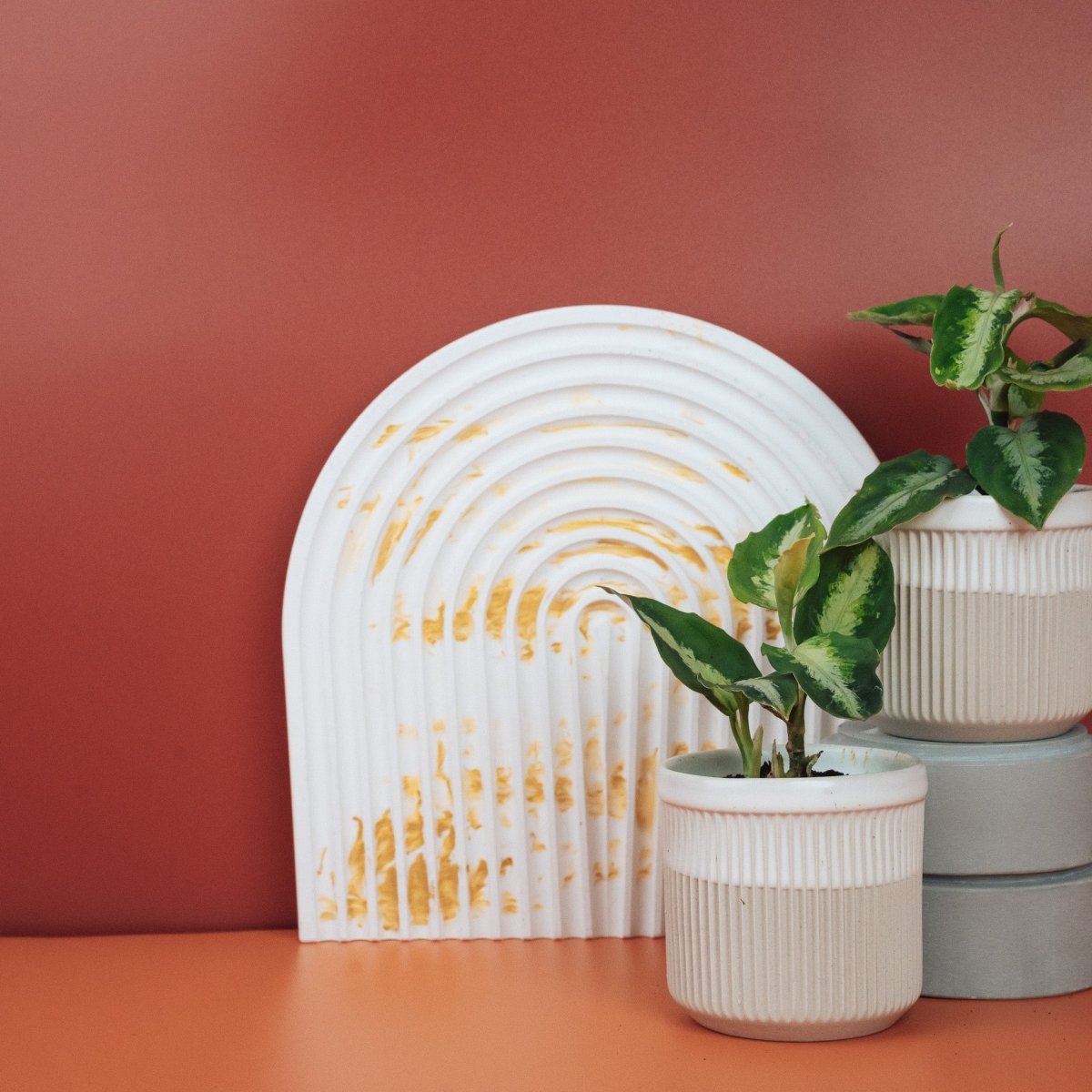 Aglaonema Tricolor, seltener Kolbenfaden für die Sammlung