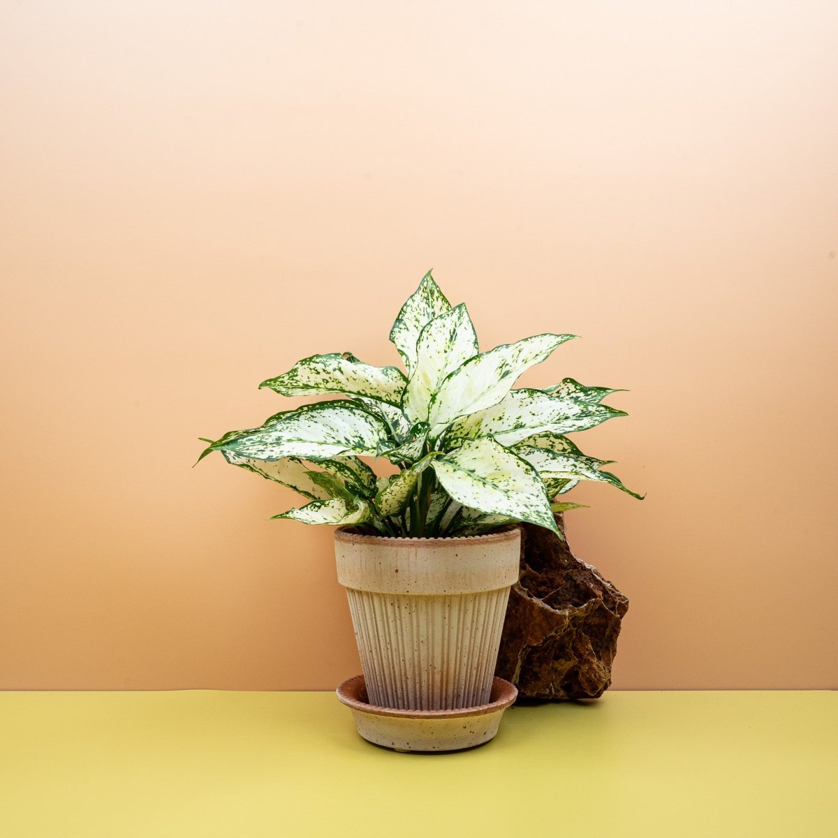 Aglaonema White Kiwi, cremeweiße Blattzeichnung – potflourri