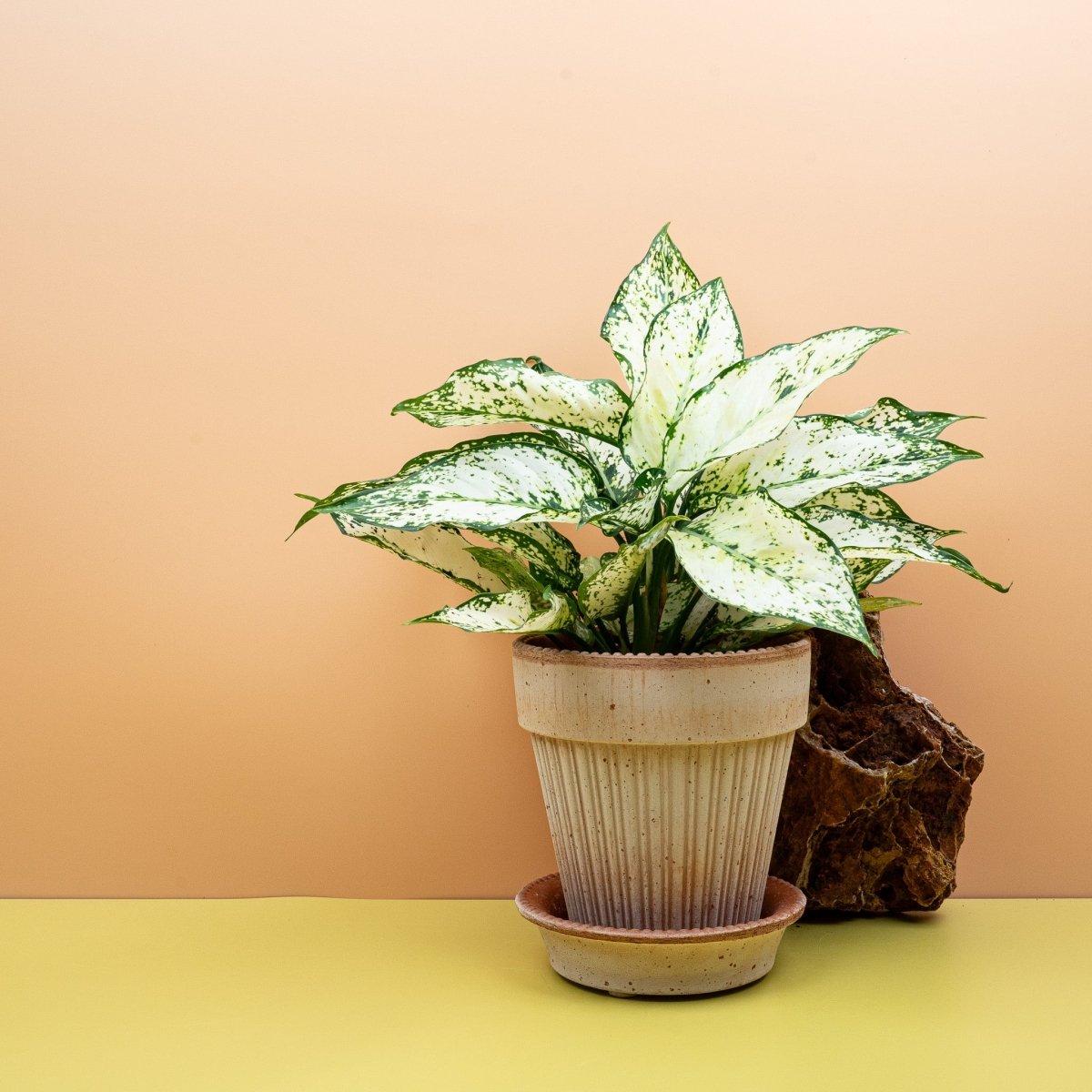 Aglaonema White Kiwi, kompakter Wuchs