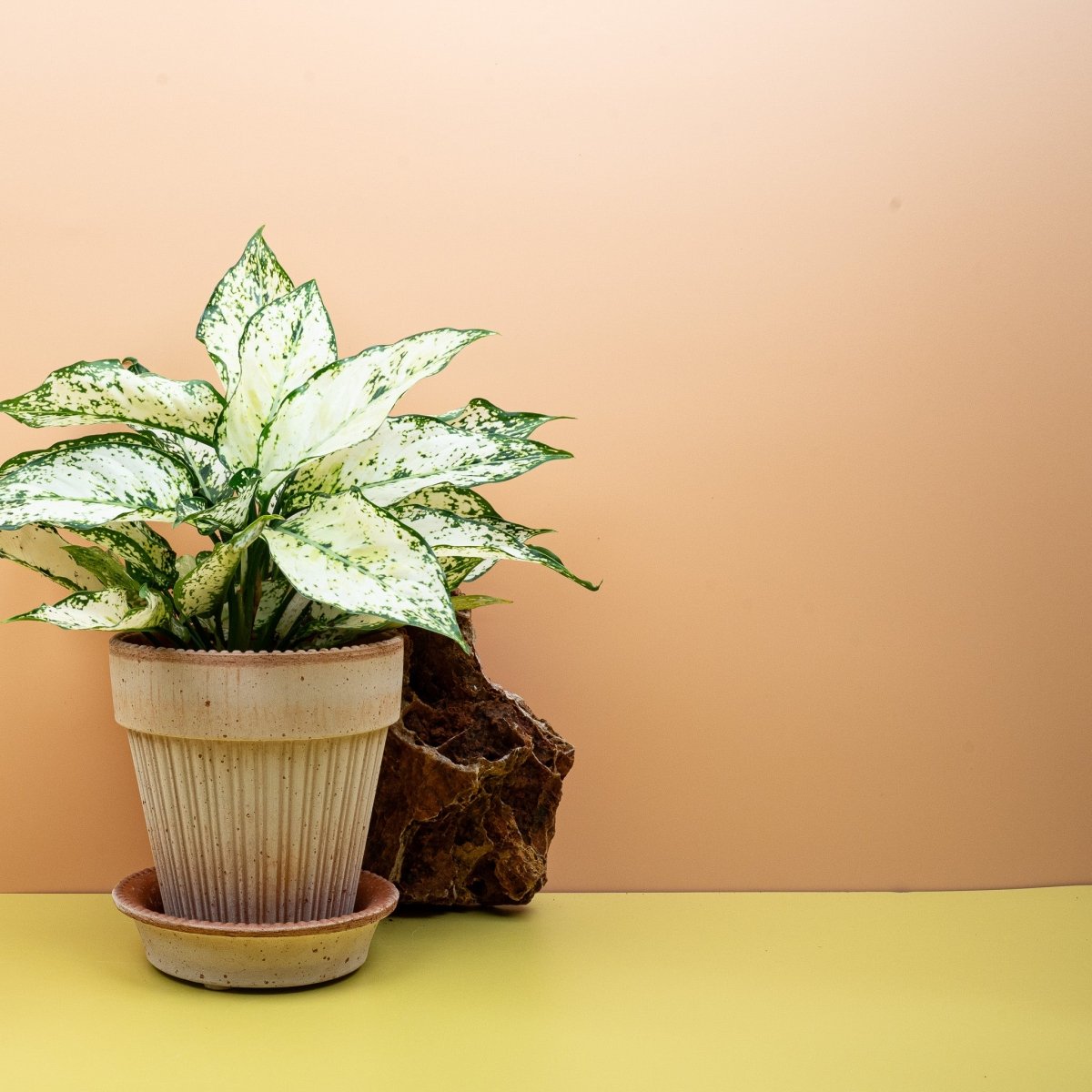 Aglaonema White Kiwi, schmale spitz zulaufende Blätter