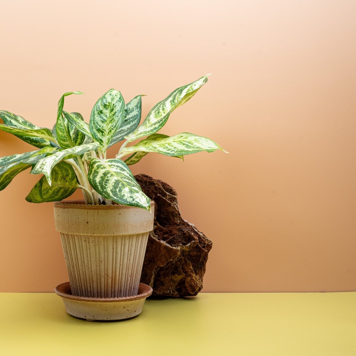 Aglaonema Zebra, aufrechter dichter Wuchs