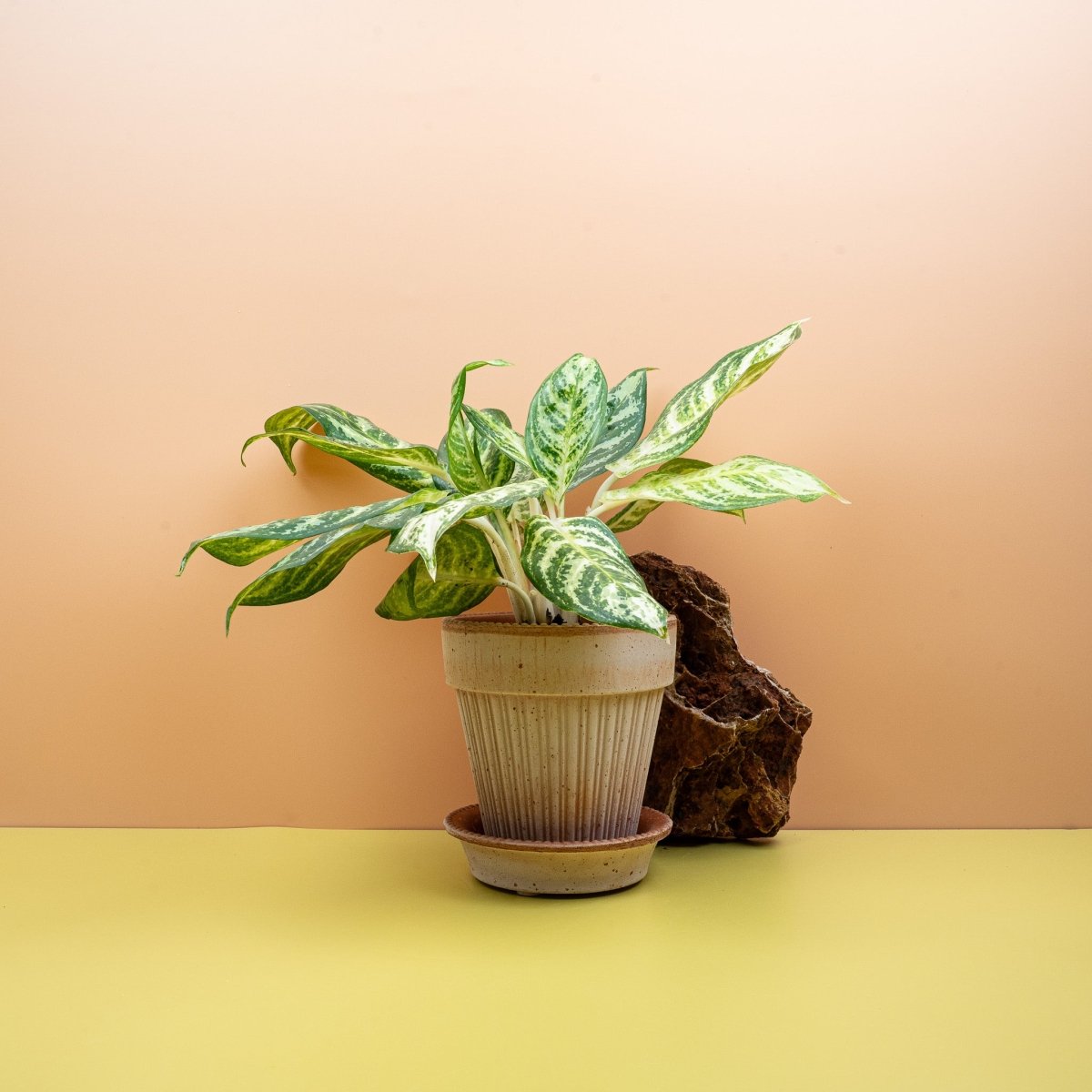 Aglaonema Zebra, kontrastreiches Streifenmuster – potflourri