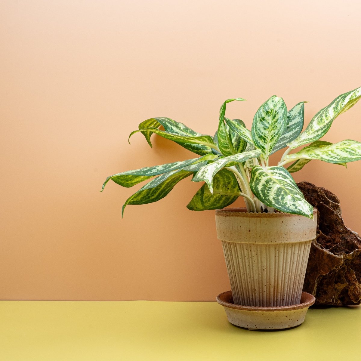 Aglaonema Zebra auf dem Regal