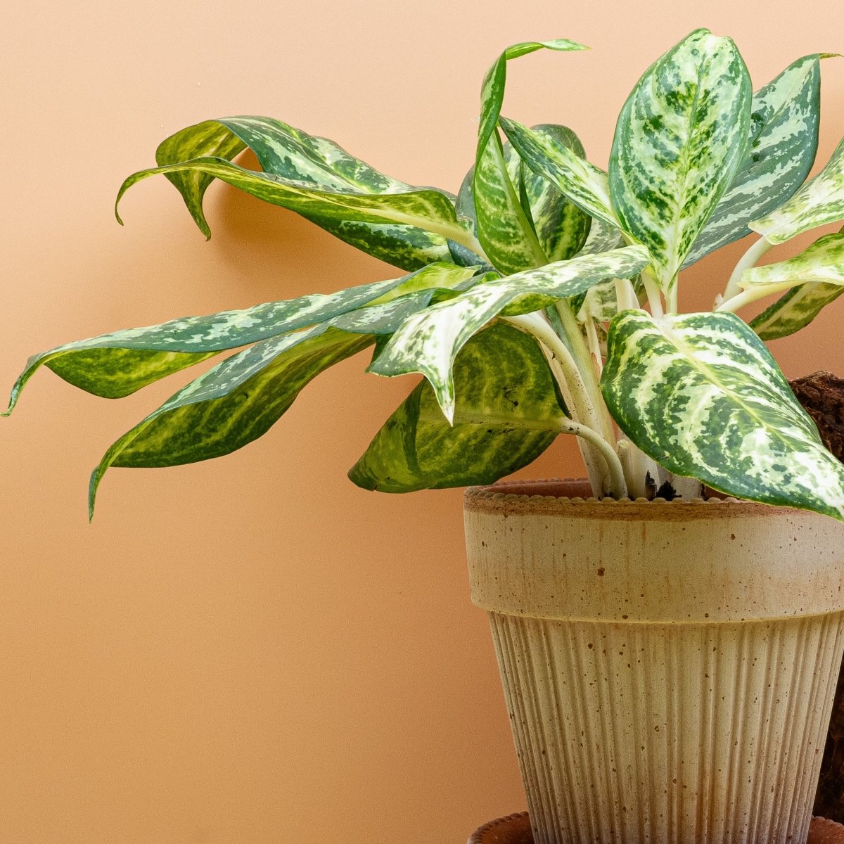 Aglaonema Zebra im Detail