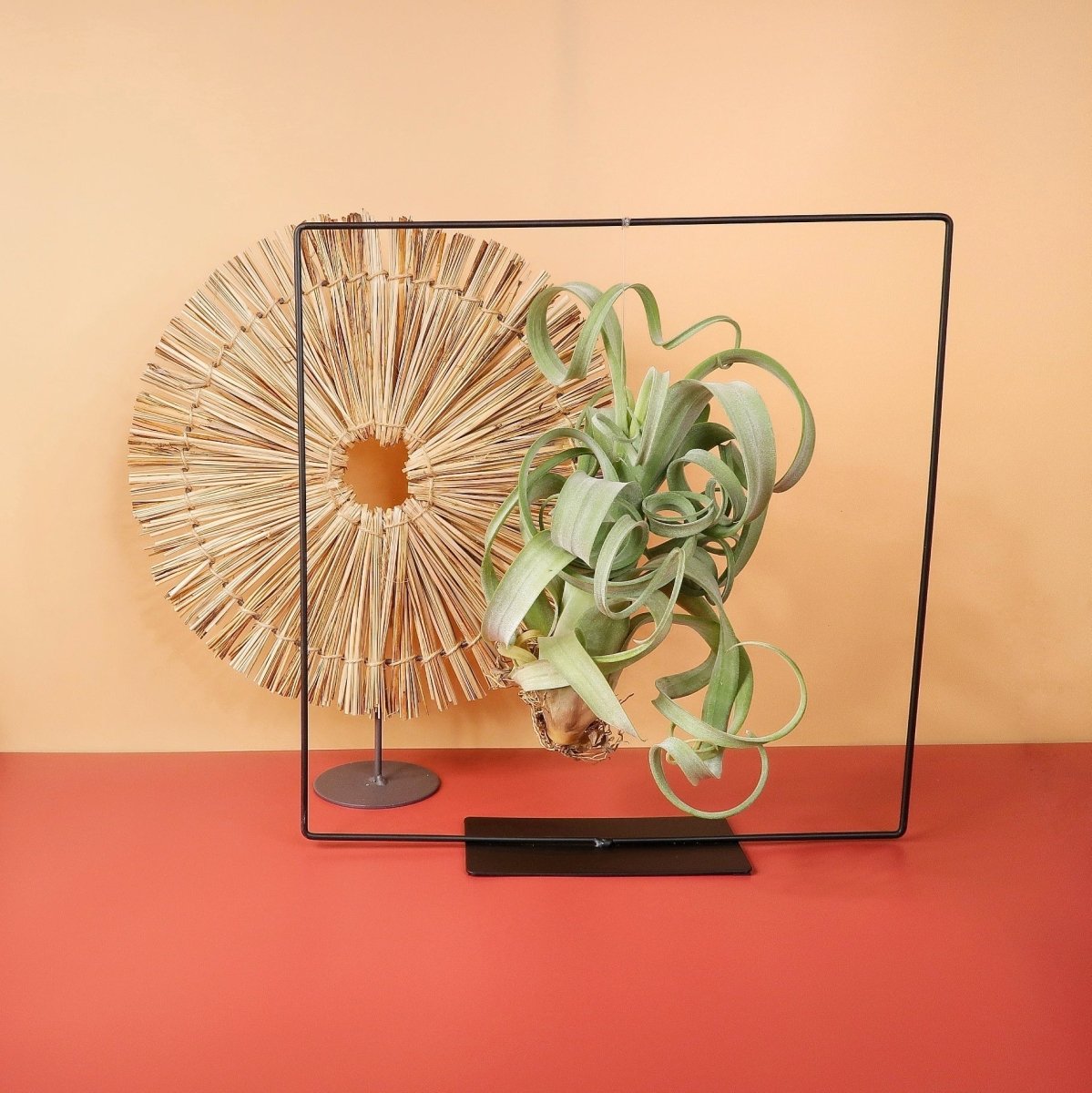 Airplant Holder Frame Black – Ansicht 6