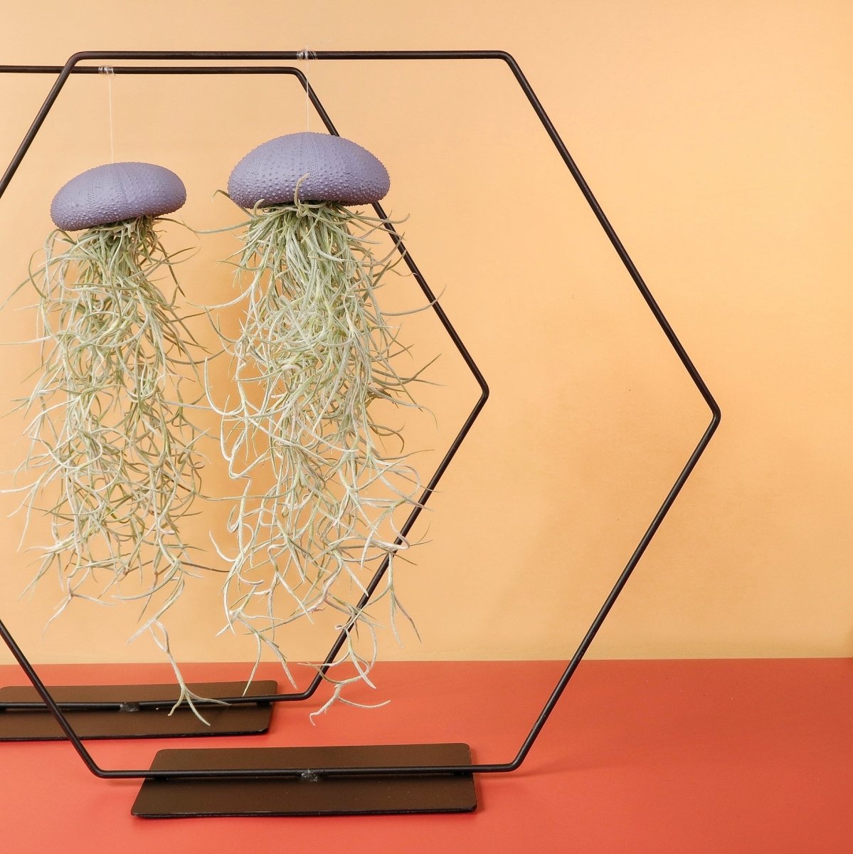 Airplant Holder Hexagon Black – Ansicht 8