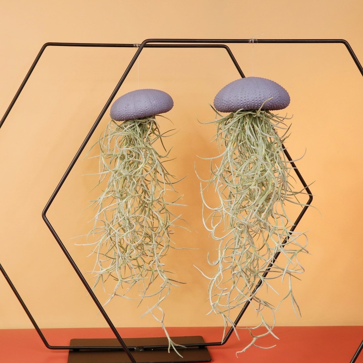 Airplant Holder Hexagon Black – Ansicht 9