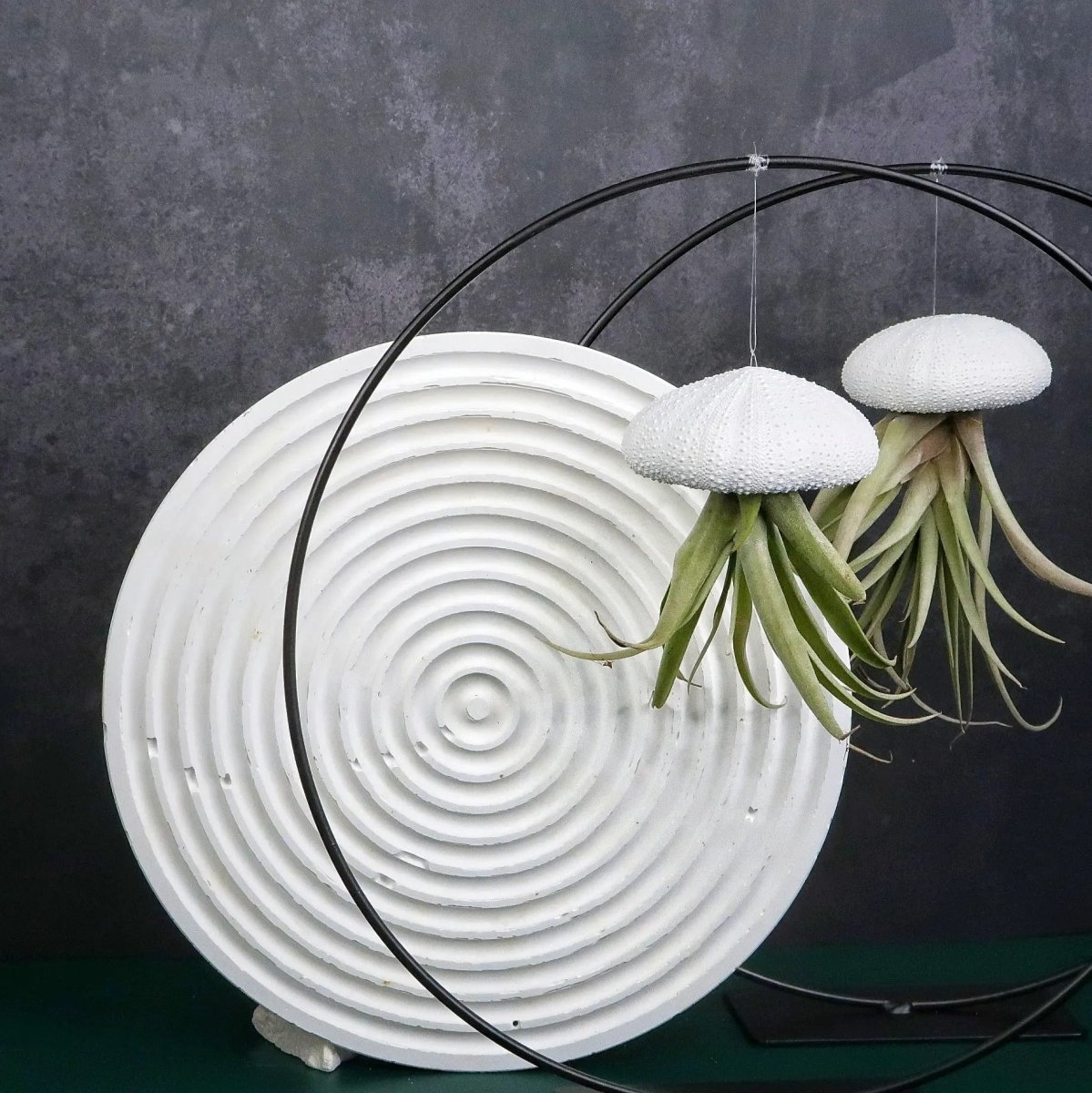Airplant Holder Ring Black – Ansicht 8