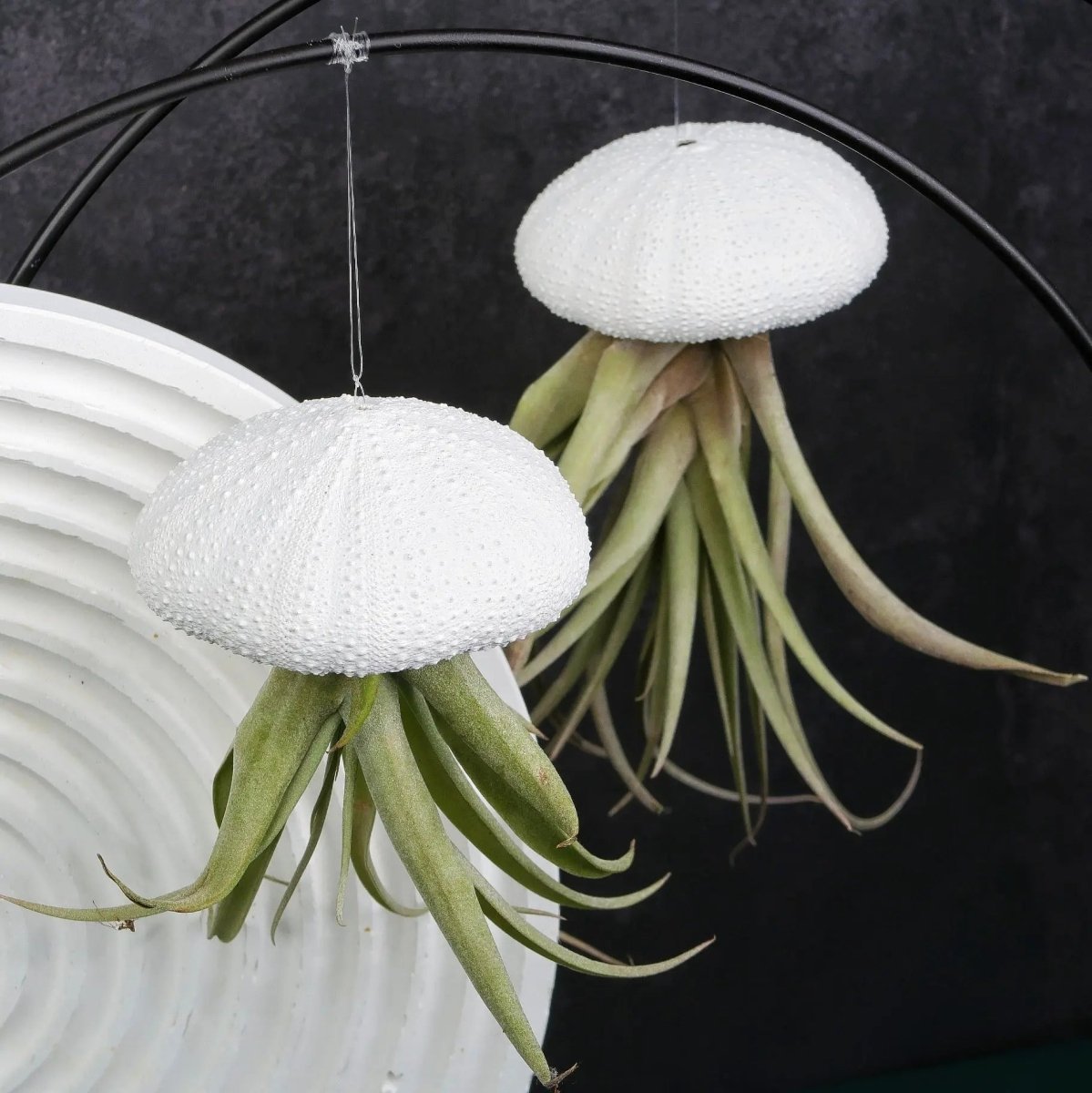 Airplant Holder Ring Black – Ansicht 9
