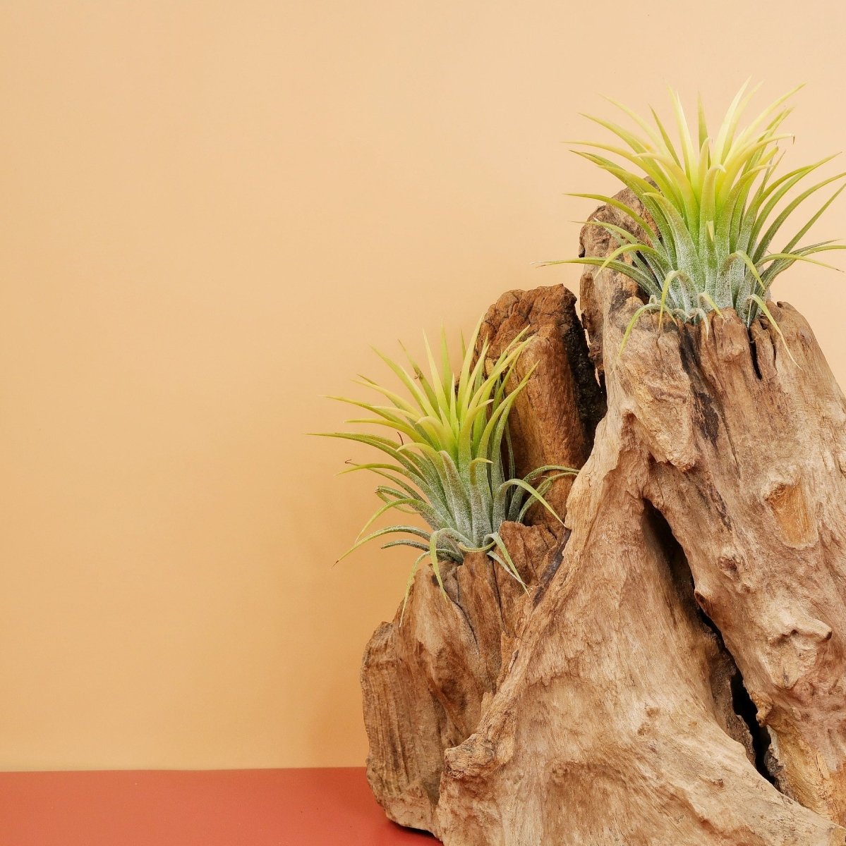 Airplant Holder Root Kouvola – Ansicht 8