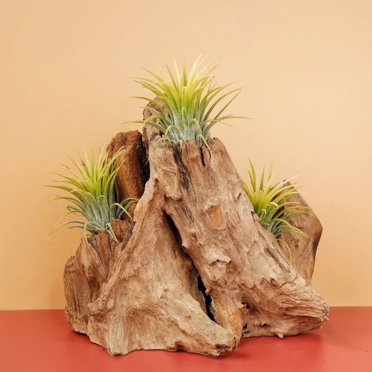 Airplant Holder Root Kouvola – Ansicht 10