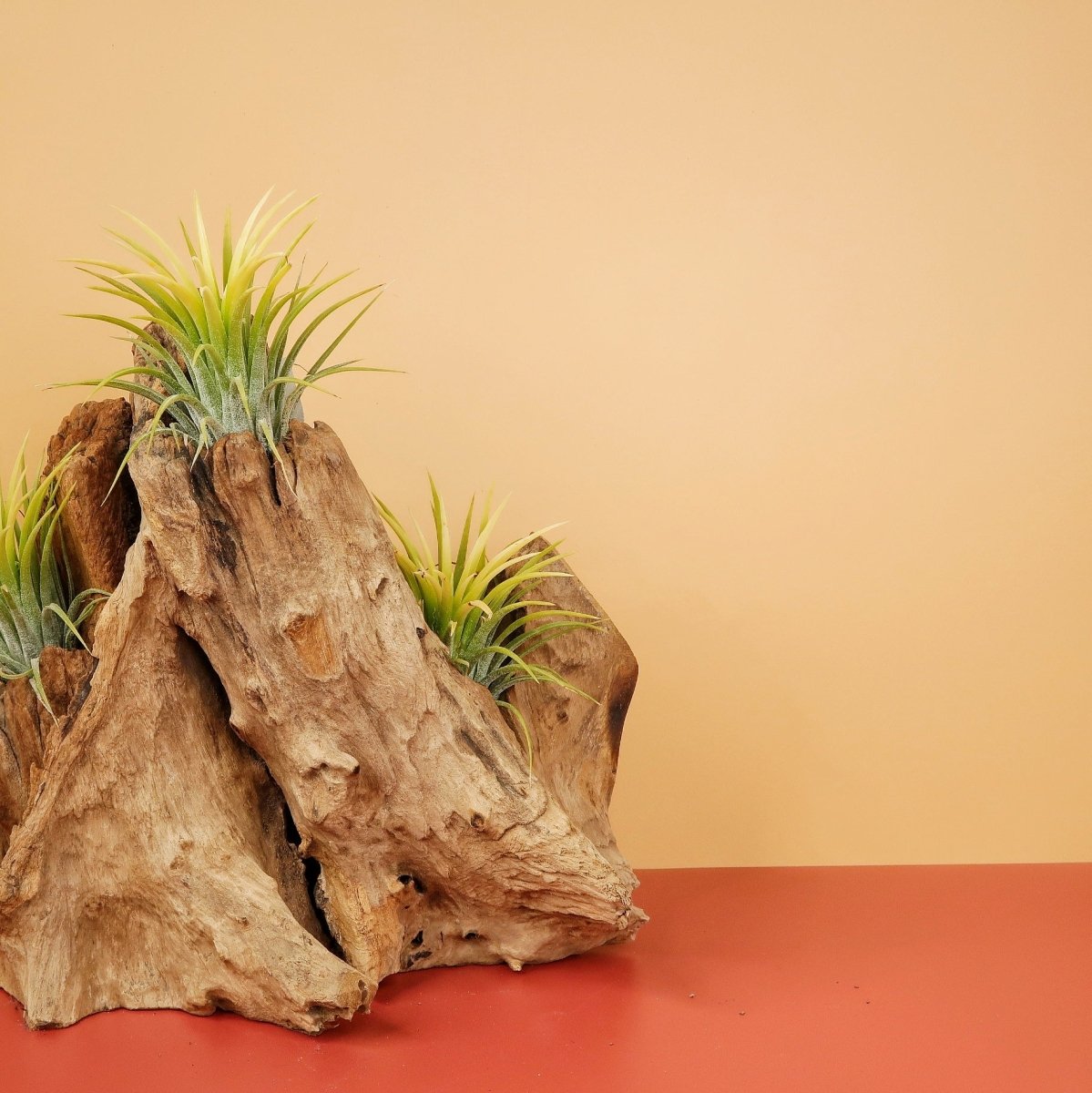 Airplant Holder Root Kouvola – Ansicht 7