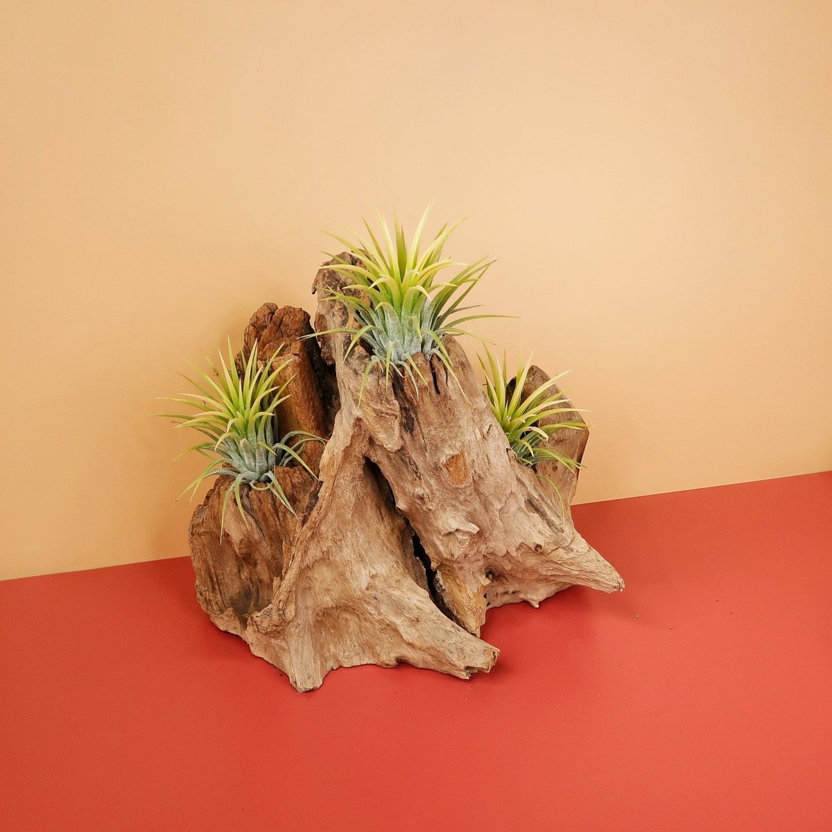 Airplant Holder Root Kouvola – Ansicht 9