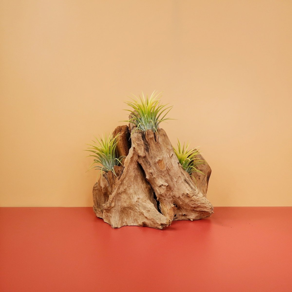 Airplant Holder Root Kouvola – Ansicht 6