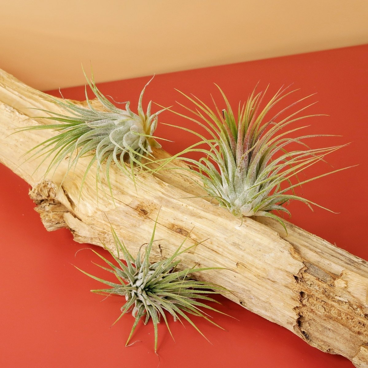 Airplant Holder Root Levanger – Ansicht 10