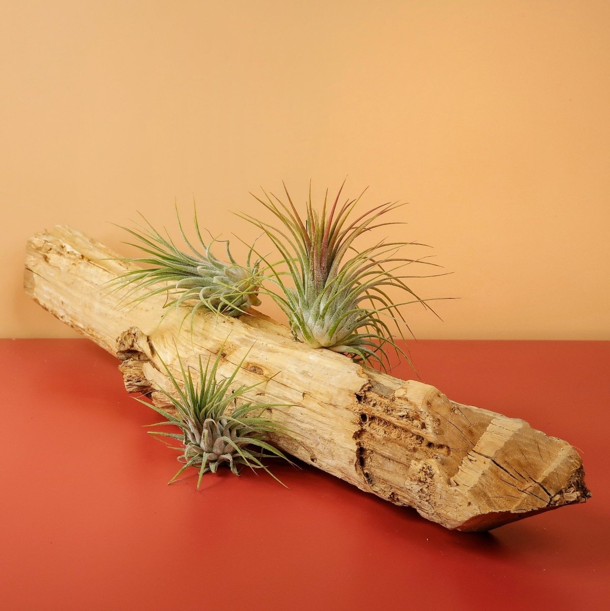 Airplant Holder Root Levanger – Ansicht 6