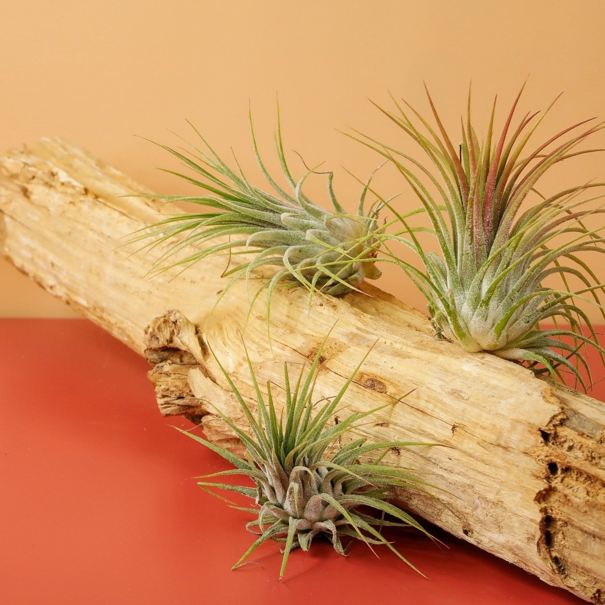 Airplant Holder Root Levanger – Ansicht 7