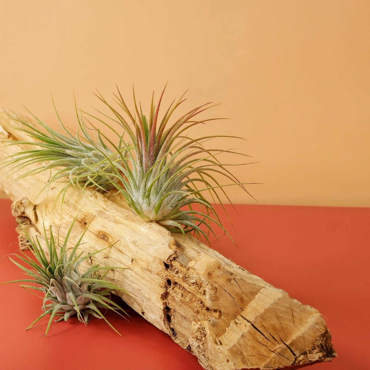 Airplant Holder Root Levanger – Ansicht 8