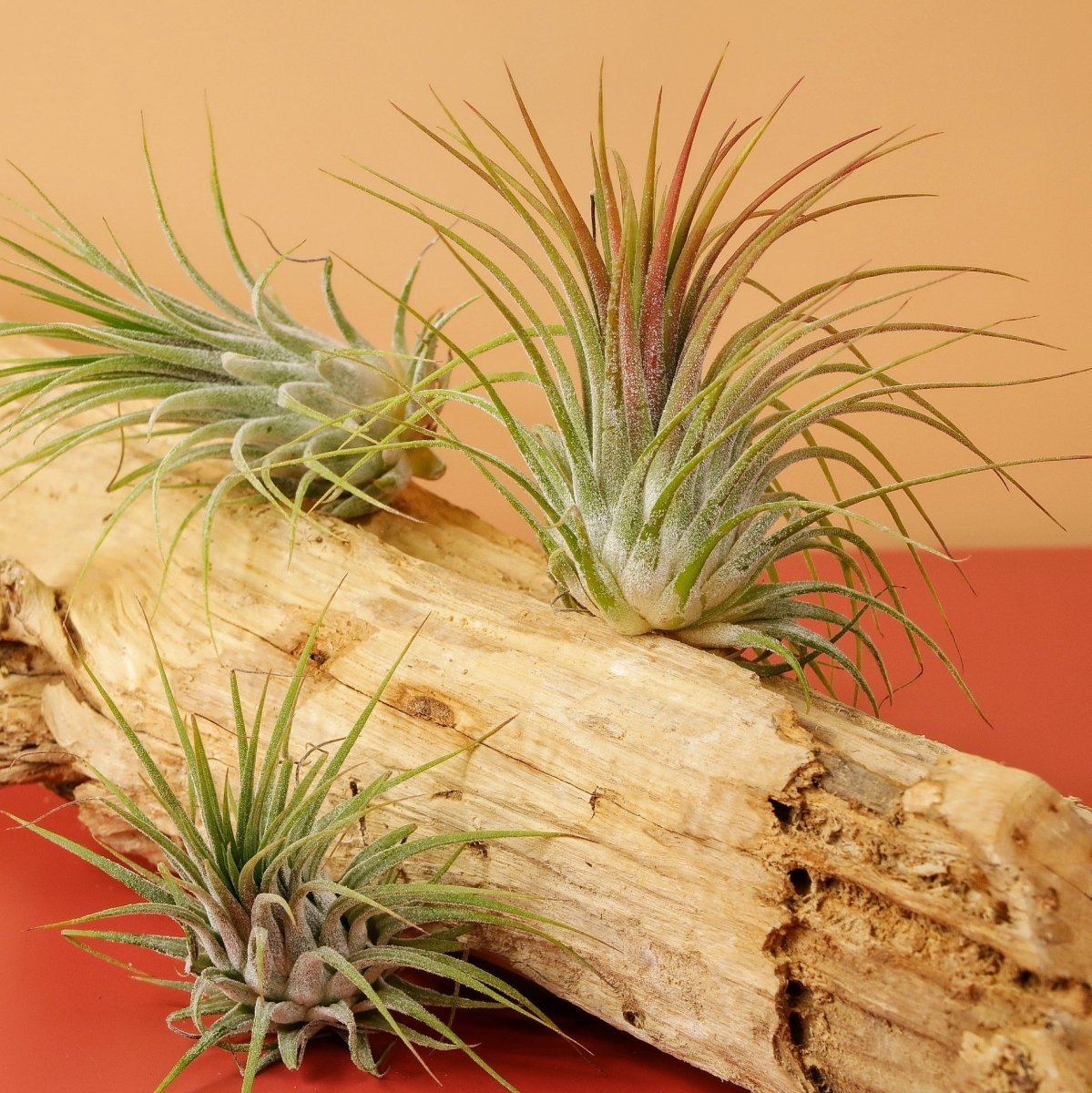 Airplant Holder Root Levanger – Ansicht 9