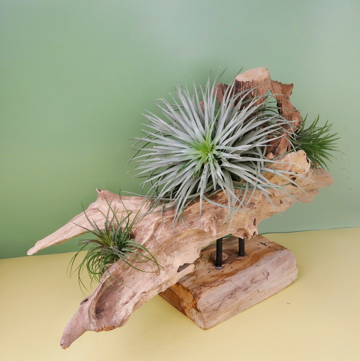 Airplant Holder Root Narvjk – Ansicht 7